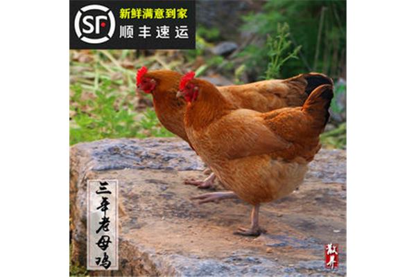 柴鸡是什么鸡