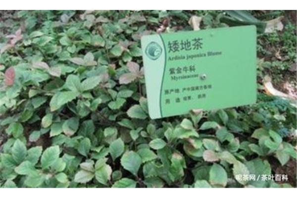平地木的别名