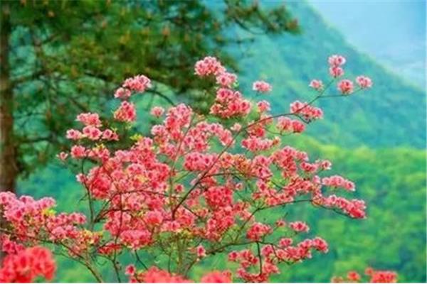 杜鹃花的诗句