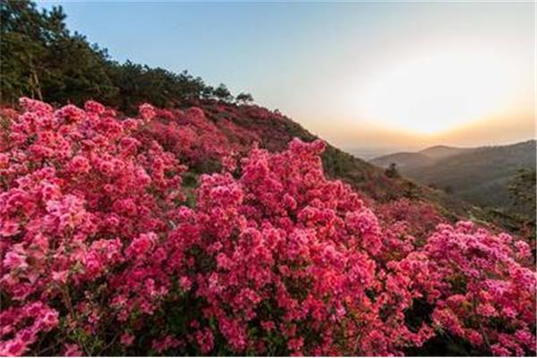 杜鹃花的诗句