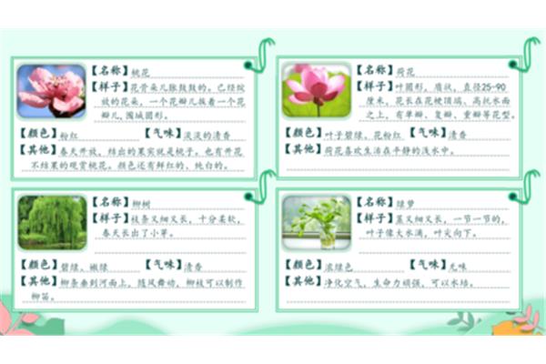 植物怎么写
