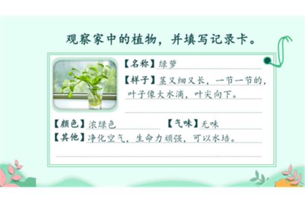 植物怎么写