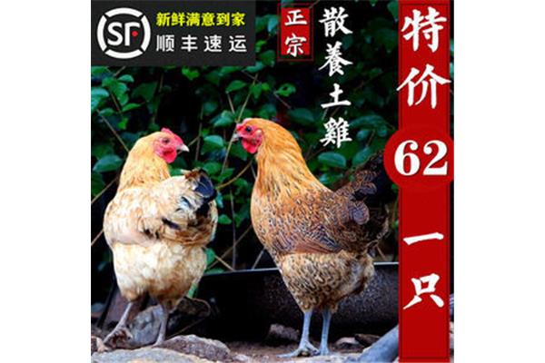 柴鸡是什么鸡