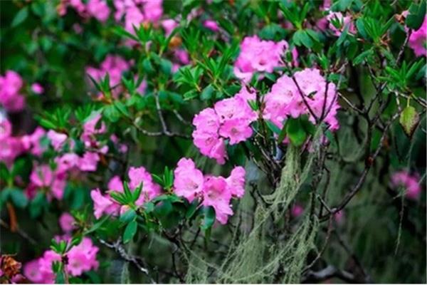 杜鹃花的诗句