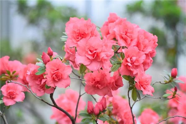 杜鹃花的诗句