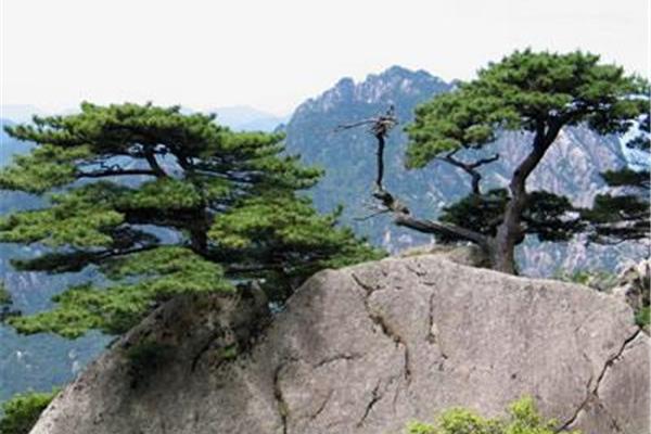 黄山的资料简介