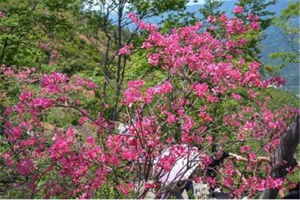 杜鹃花的诗句