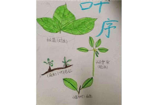 植物怎么写