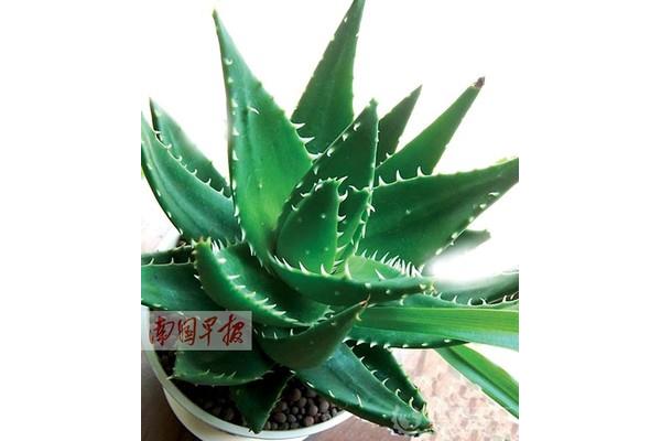 植物怎么写