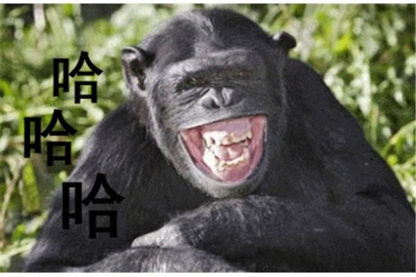 什么什么欢笑