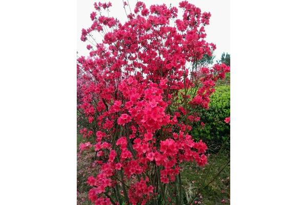 杜鹃花的诗句