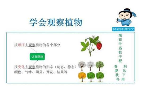 植物怎么写