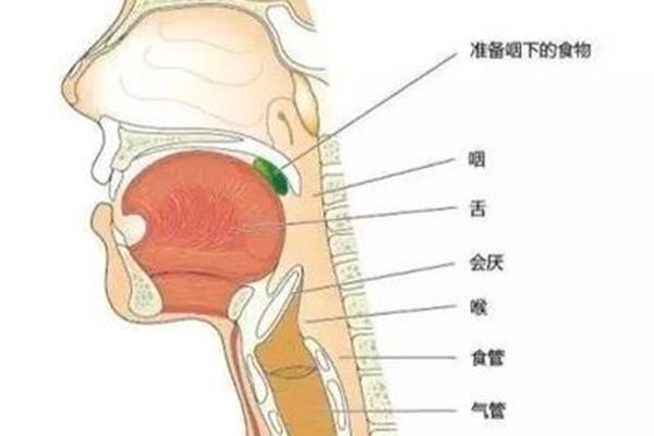 扁桃体的位置