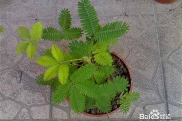 植物怎么写