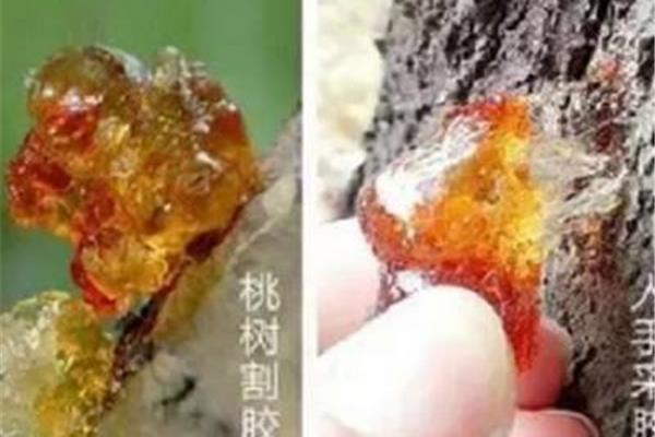 桃胶的副作用