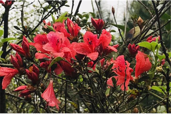 杜鹃花的诗句