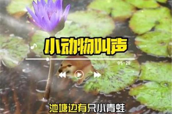 池塘边有只小青蛙