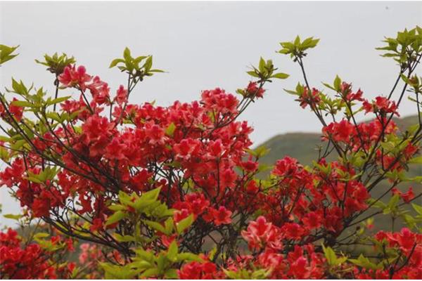 杜鹃花的诗句