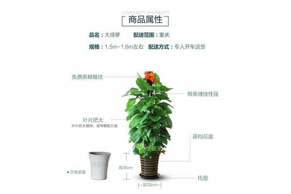 植物怎么写