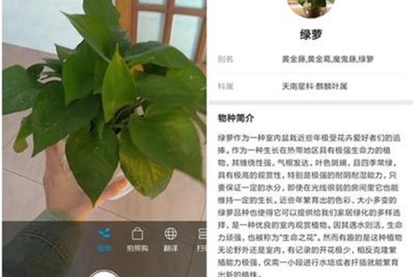 植物怎么写