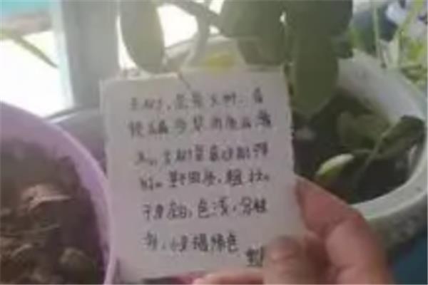 植物怎么写