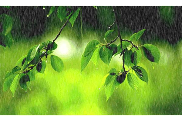 春雨淅沥沥