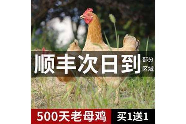 柴鸡是什么鸡