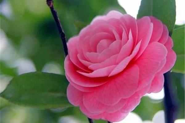 杜鹃花的诗句
