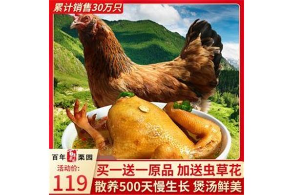 柴鸡是什么鸡