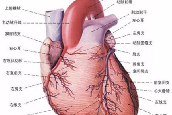 心肌收缩力