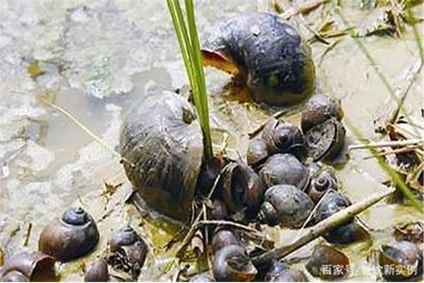 田螺有眼睛吗