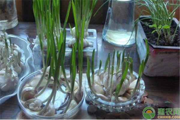 水培大蒜图片