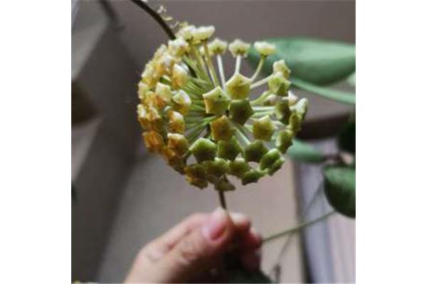 羊脂球原文