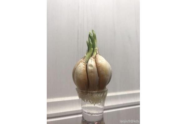 水培大蒜图片