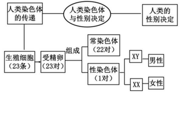 遗传和变异