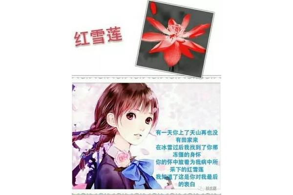 红雪莲的真实故事