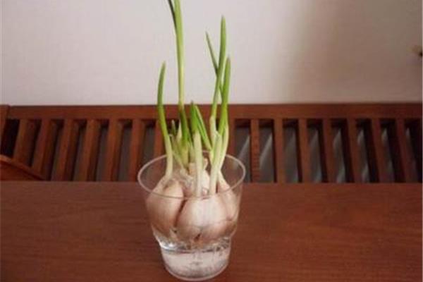 水培大蒜图片