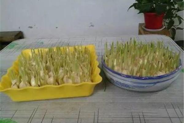 水培大蒜图片