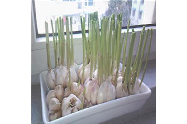 水培大蒜图片