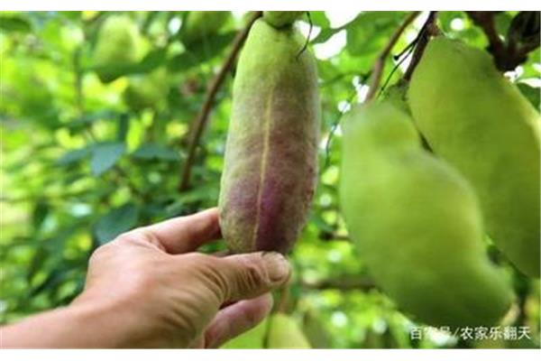 吃中药能吃香蕉吗
