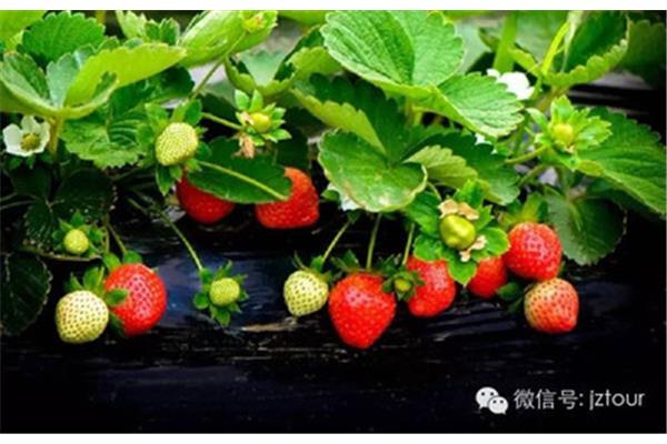 中国草莓之乡