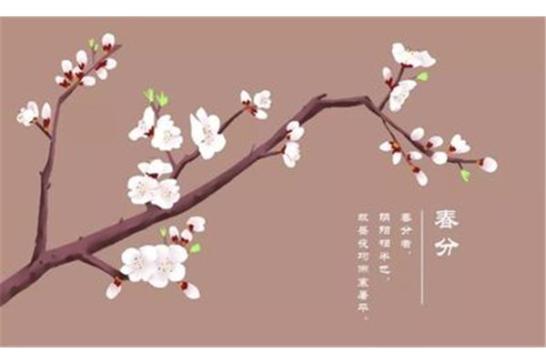 赞美杏花的诗句