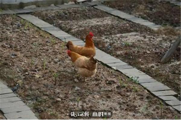 给小鸡取名字