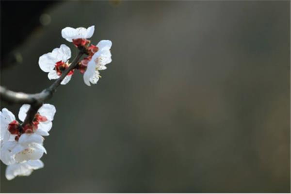 杏花的诗句