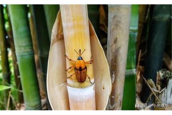 笋子虫图片
