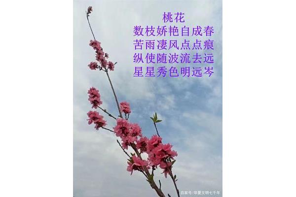 描写植物的现代诗