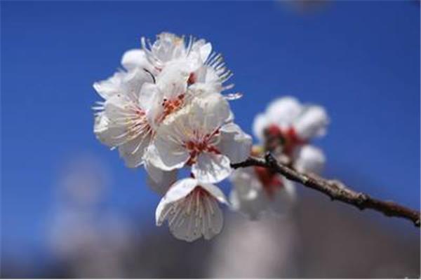 杏花的诗句