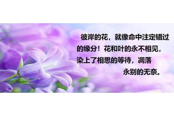 描写植物的现代诗