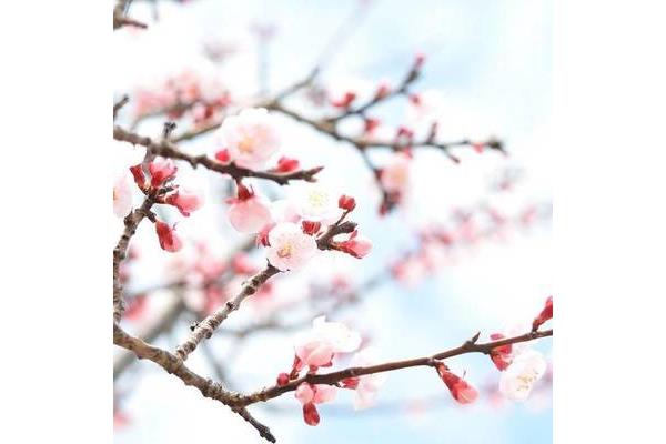 杏花的诗句