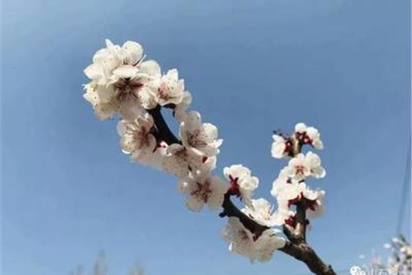 赞美杏花的诗句